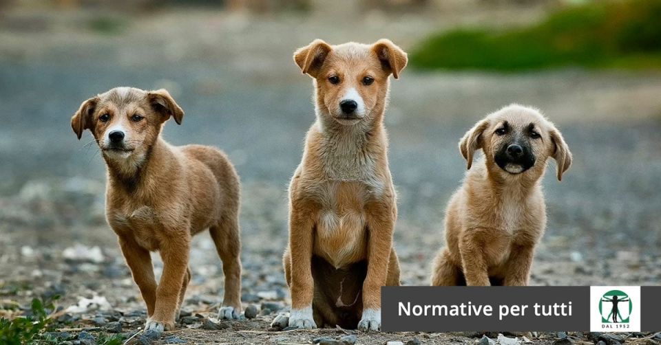 Animali vittime di incidenti stradali